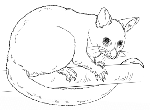 Common Brushtail Possum Coloring Page